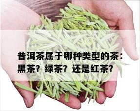 普洱茶属于哪种类型的茶：黑茶？绿茶？还是红茶？