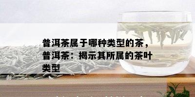 普洱茶属于哪种类型的茶，普洱茶：揭示其所属的茶叶类型