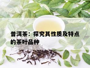 普洱茶：探究其性质及特点的茶叶品种