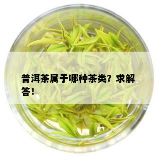 普洱茶属于哪种茶类？求解答！