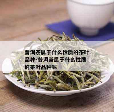 普洱茶属于什么性质的茶叶品种-普洱茶属于什么性质的茶叶品种呢