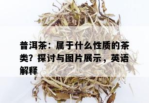 普洱茶：属于什么性质的茶类？探讨与图片展示，英语解释