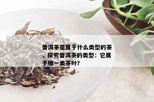 普洱茶是属于什么类型的茶，探究普洱茶的类型：它属于哪一类茶叶？