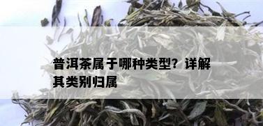 普洱茶属于哪种类型？详解其类别归属