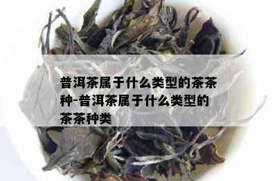 普洱茶属于什么类型的茶茶种-普洱茶属于什么类型的茶茶种类