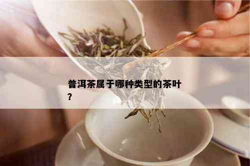 普洱茶属于哪种类型的茶叶？