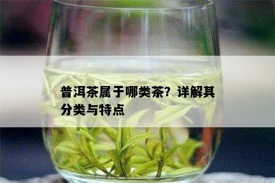 普洱茶属于哪类茶？详解其分类与特点