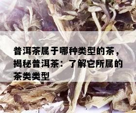 普洱茶属于哪种类型的茶，揭秘普洱茶：了解它所属的茶类类型