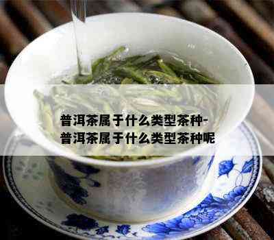 普洱茶属于什么类型茶种-普洱茶属于什么类型茶种呢