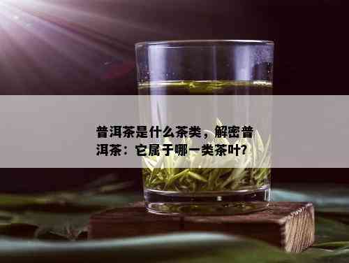 普洱茶是什么茶类，解密普洱茶：它属于哪一类茶叶？