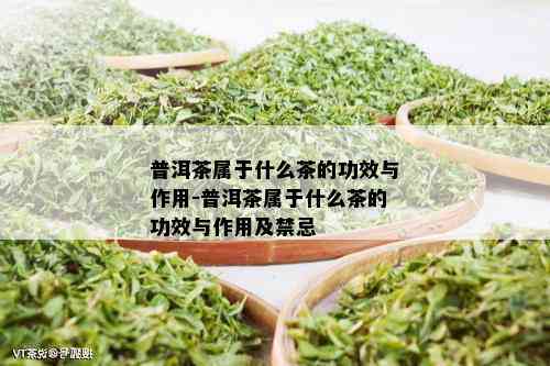 普洱茶属于什么茶的功效与作用-普洱茶属于什么茶的功效与作用及禁忌