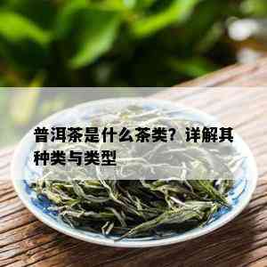 普洱茶是什么茶类？详解其种类与类型