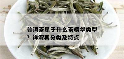 普洱茶属于什么茶精华类型？详解其分类及特点