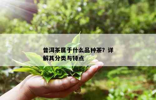 普洱茶属于什么品种茶？详解其分类与特点