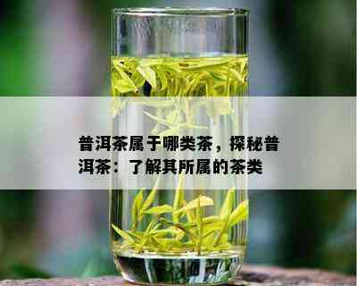 普洱茶属于哪类茶，探秘普洱茶：了解其所属的茶类