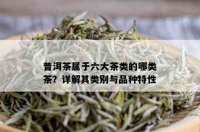 普洱茶属于六大茶类的哪类茶？详解其类别与品种特性