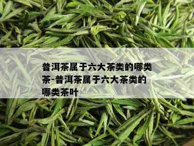 普洱茶属于六大茶类的哪类茶-普洱茶属于六大茶类的哪类茶叶