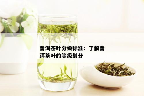 普洱茶叶分级标准：了解普洱茶叶的等级划分