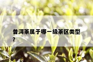 普洱茶属于哪一级茶区类型？