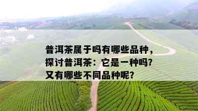 普洱茶属于吗有哪些品种，探讨普洱茶：它是一种吗？又有哪些不同品种呢？