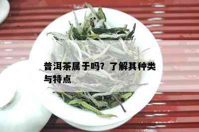 普洱茶属于吗？了解其种类与特点