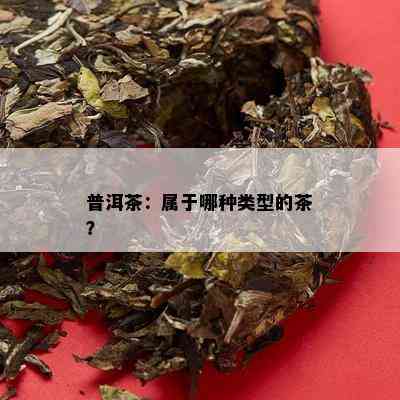 普洱茶：属于哪种类型的茶？