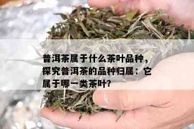 普洱茶属于什么茶叶品种，探究普洱茶的品种归属：它属于哪一类茶叶？