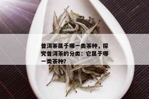 普洱茶属于哪一类茶种，探究普洱茶的分类：它属于哪一类茶种？