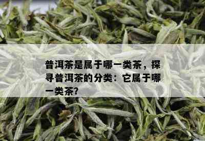 普洱茶是属于哪一类茶，探寻普洱茶的分类：它属于哪一类茶？