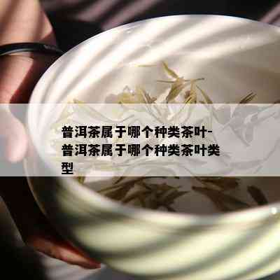 普洱茶属于哪个种类茶叶-普洱茶属于哪个种类茶叶类型