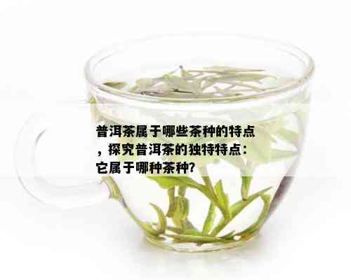 普洱茶属于哪些茶种的特点，探究普洱茶的独特特点：它属于哪种茶种？