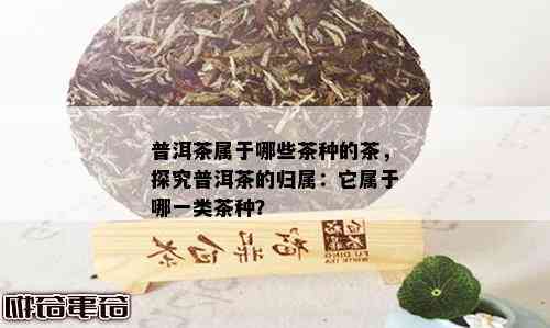 普洱茶属于哪些茶种的茶，探究普洱茶的归属：它属于哪一类茶种？