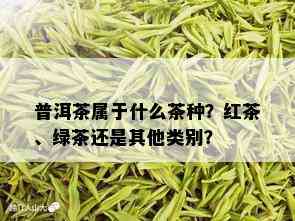 普洱茶属于什么茶种？红茶、绿茶还是其他类别？