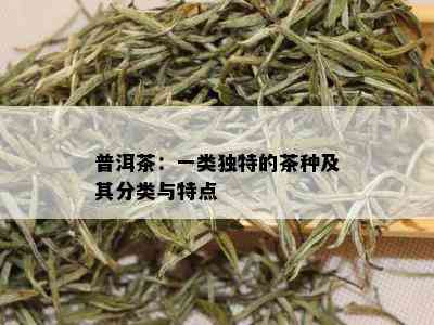 普洱茶：一类独特的茶种及其分类与特点