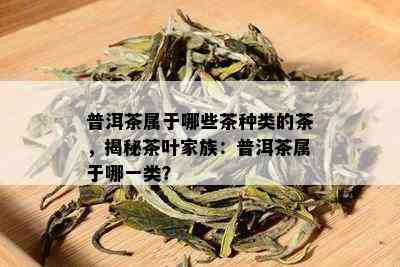 普洱茶属于哪些茶种类的茶，揭秘茶叶家族：普洱茶属于哪一类？