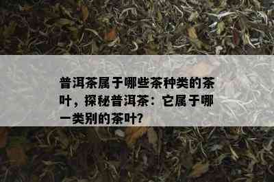 普洱茶属于哪些茶种类的茶叶，探秘普洱茶：它属于哪一类别的茶叶？