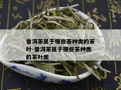 普洱茶属于哪些茶种类的茶叶-普洱茶属于哪些茶种类的茶叶类