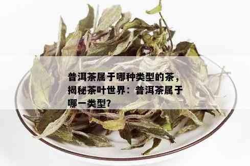 普洱茶属于哪种类型的茶，揭秘茶叶世界：普洱茶属于哪一类型？