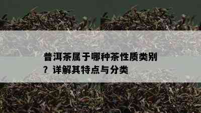 普洱茶属于哪种茶性质类别？详解其特点与分类