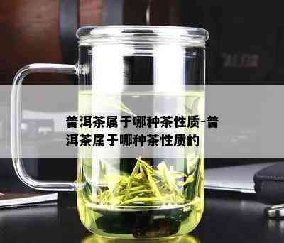 普洱茶属于哪种茶性质-普洱茶属于哪种茶性质的