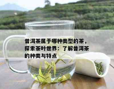 普洱茶属于哪种类型的茶，探索茶叶世界：了解普洱茶的种类与特点