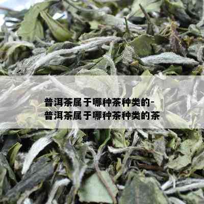 普洱茶属于哪种茶种类的-普洱茶属于哪种茶种类的茶