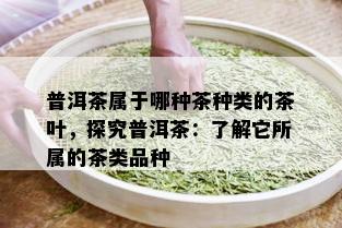 普洱茶属于哪种茶种类的茶叶，探究普洱茶：了解它所属的茶类品种