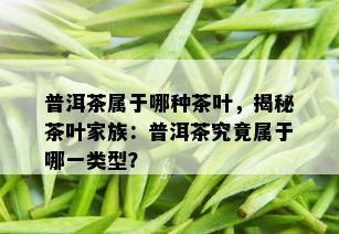 普洱茶属于哪种茶叶，揭秘茶叶家族：普洱茶究竟属于哪一类型？