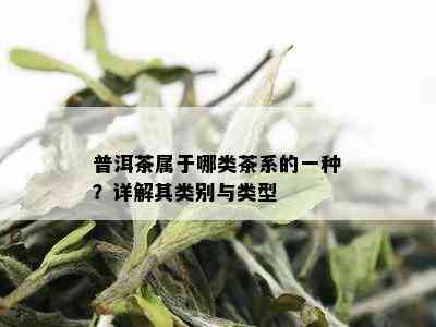 普洱茶属于哪类茶系的一种？详解其类别与类型