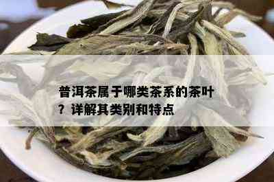 普洱茶属于哪类茶系的茶叶？详解其类别和特点