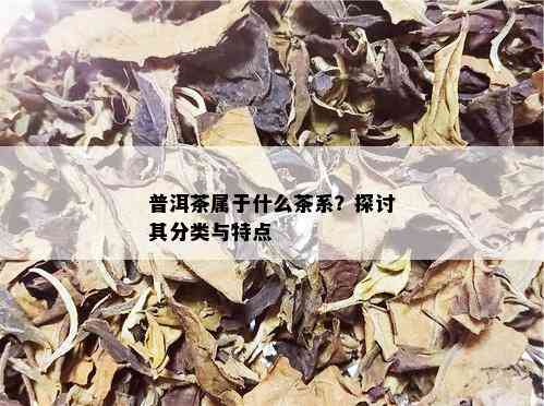 普洱茶属于什么茶系？探讨其分类与特点