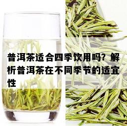 普洱茶适合四季饮用吗？解析普洱茶在不同季节的适宜性