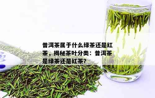 普洱茶属于什么绿茶还是红茶，揭秘茶叶分类：普洱茶是绿茶还是红茶？