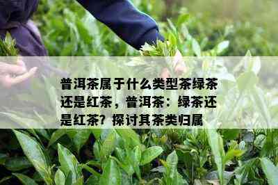 普洱茶属于什么类型茶绿茶还是红茶，普洱茶：绿茶还是红茶？探讨其茶类归属